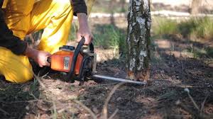 Best Arborist Consultation Services  in Hedwig Village, TX